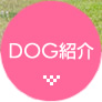ドッグラン（ペットパーク）犬種紹介