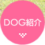 ドッグラン（ペットパーク）犬種紹介