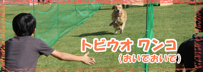はやぶさ